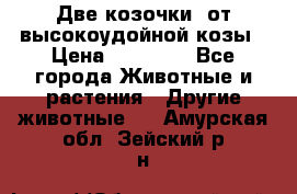 Две козочки  от высокоудойной козы › Цена ­ 20 000 - Все города Животные и растения » Другие животные   . Амурская обл.,Зейский р-н